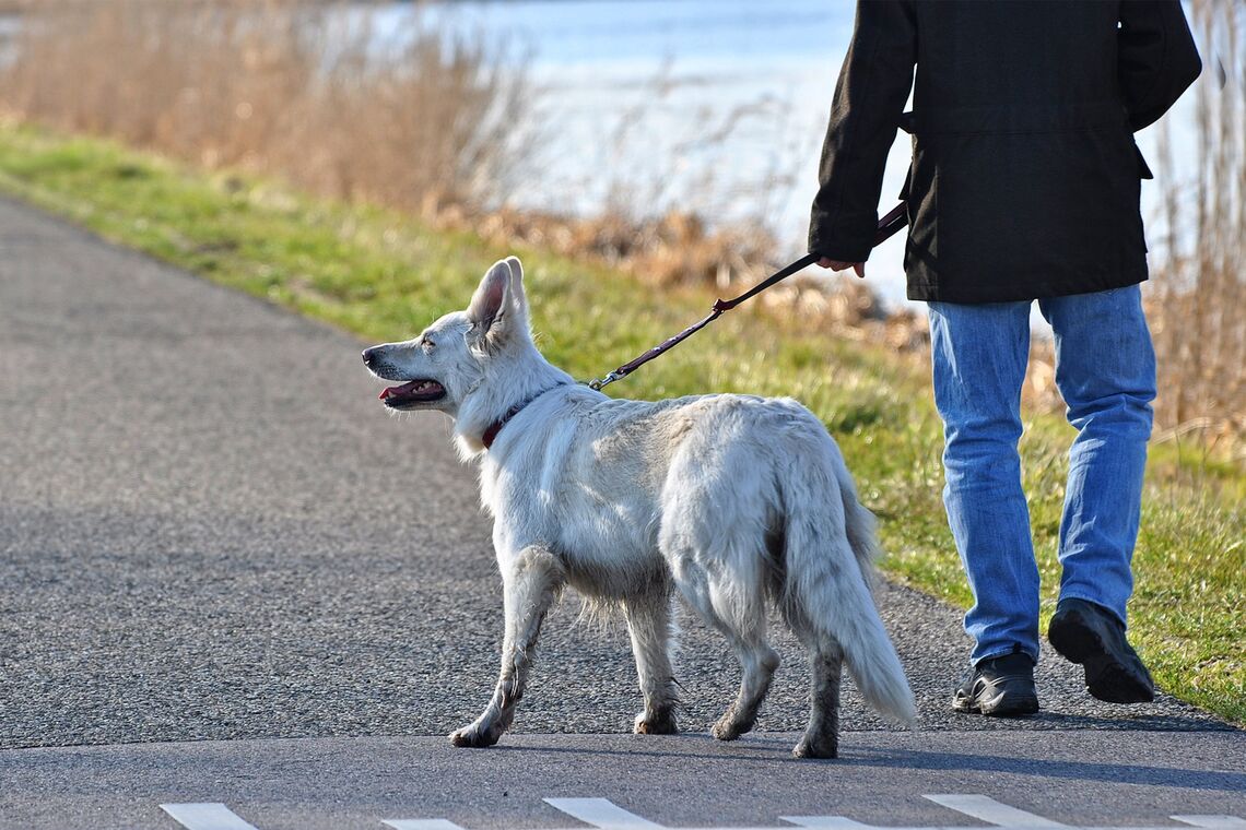 День прогулянки з собакою 22 лютого: найкращі картинки і поздоровлення в прозі