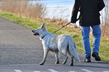 День прогулки с собакой 22 февраля: лучшие картинки и поздравления в прозе