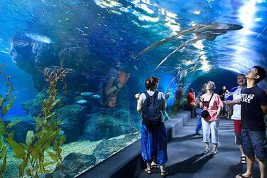 У Київському зоопарку побудують підземний океанаріум