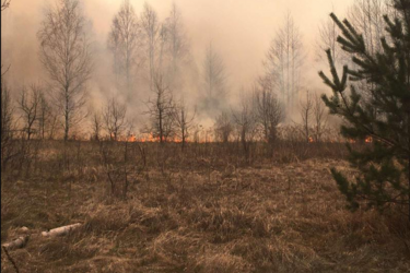 Виновники масштабных пожаров на Житомирщине задержаны