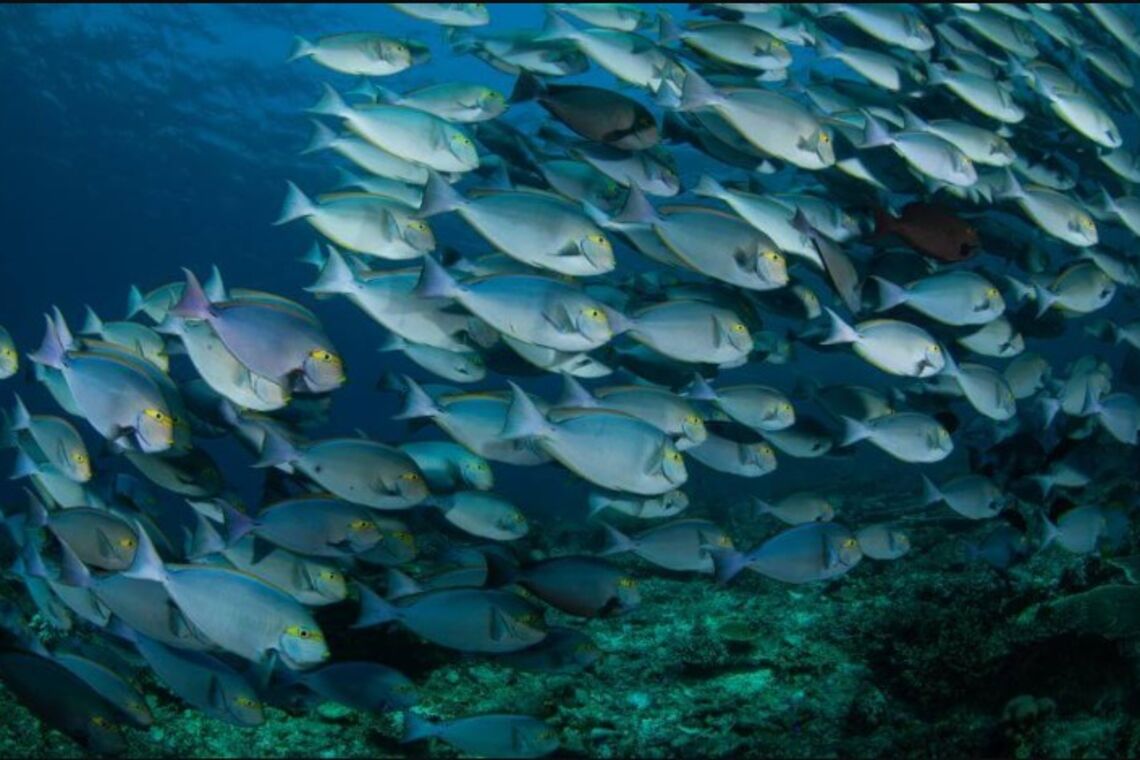 'Мы останемся без рыбы': ученые прогнозируют исчезновение большинства видов рыб к 2048 году