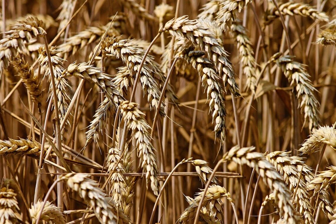 Мінекономіки знизило прогноз врожаю зерна
