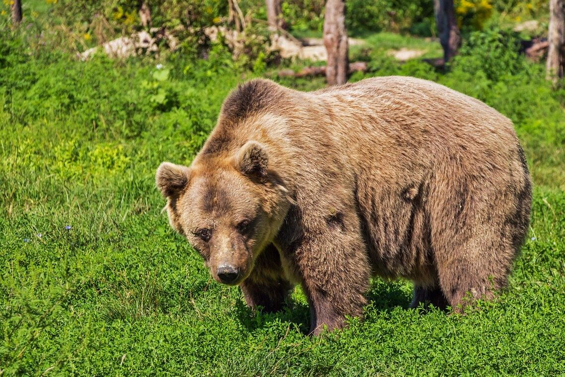 Во Франции произошла смертельная схватка медведя с охотником