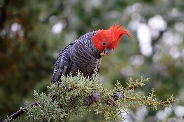 Пташки Австралії