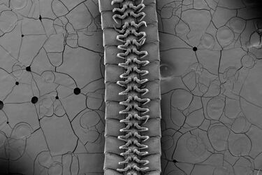 Багатоніжка