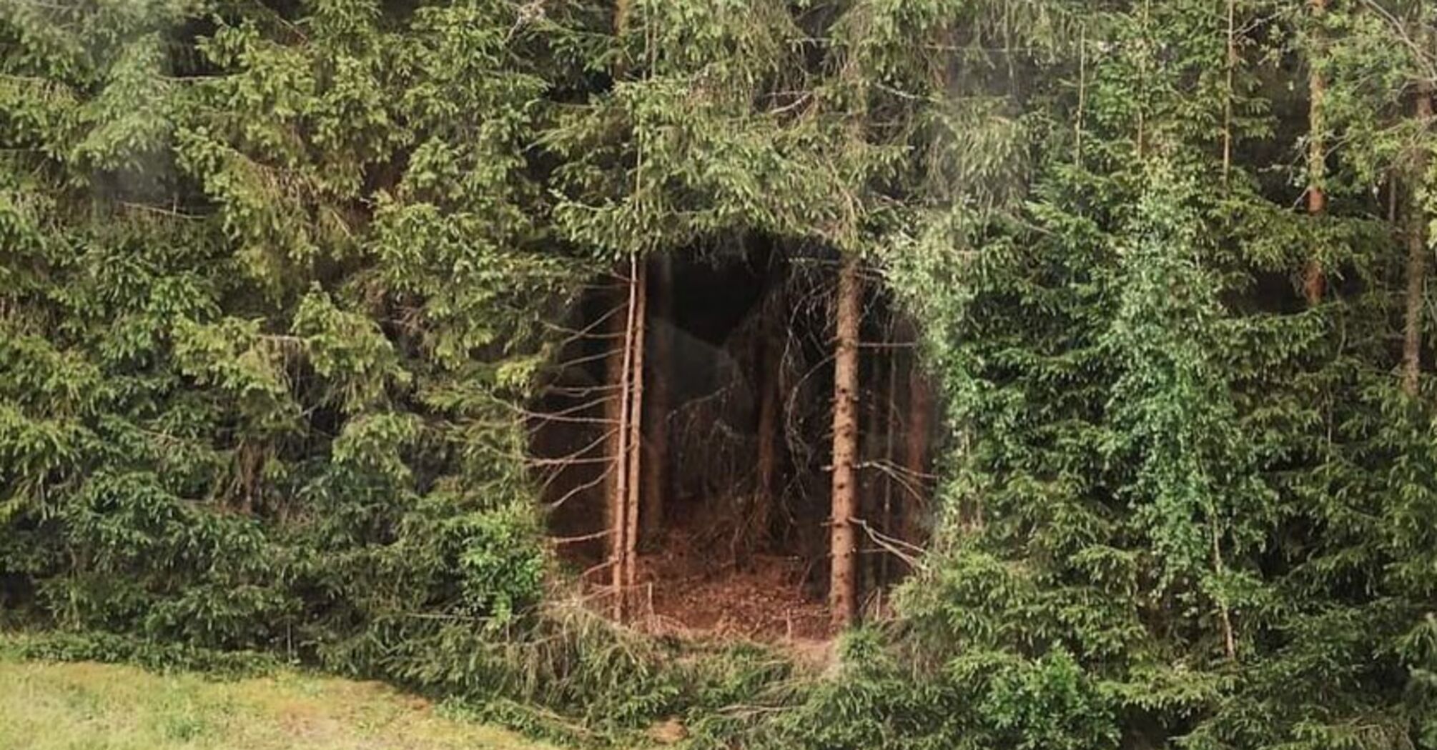 Forest hole