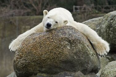 Медведица Катюша