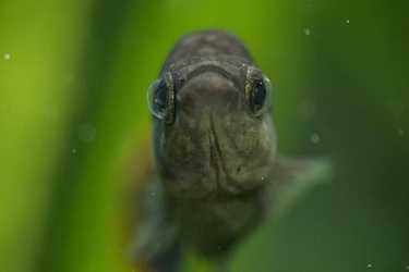 Рыба текила