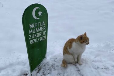 Кот на могиле