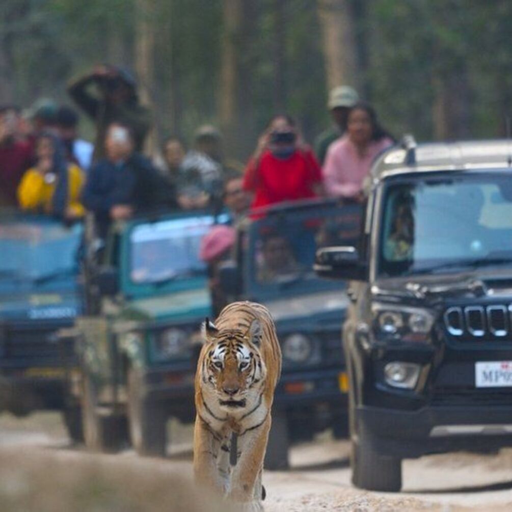 В Індії померла видатна тигриця-супермама