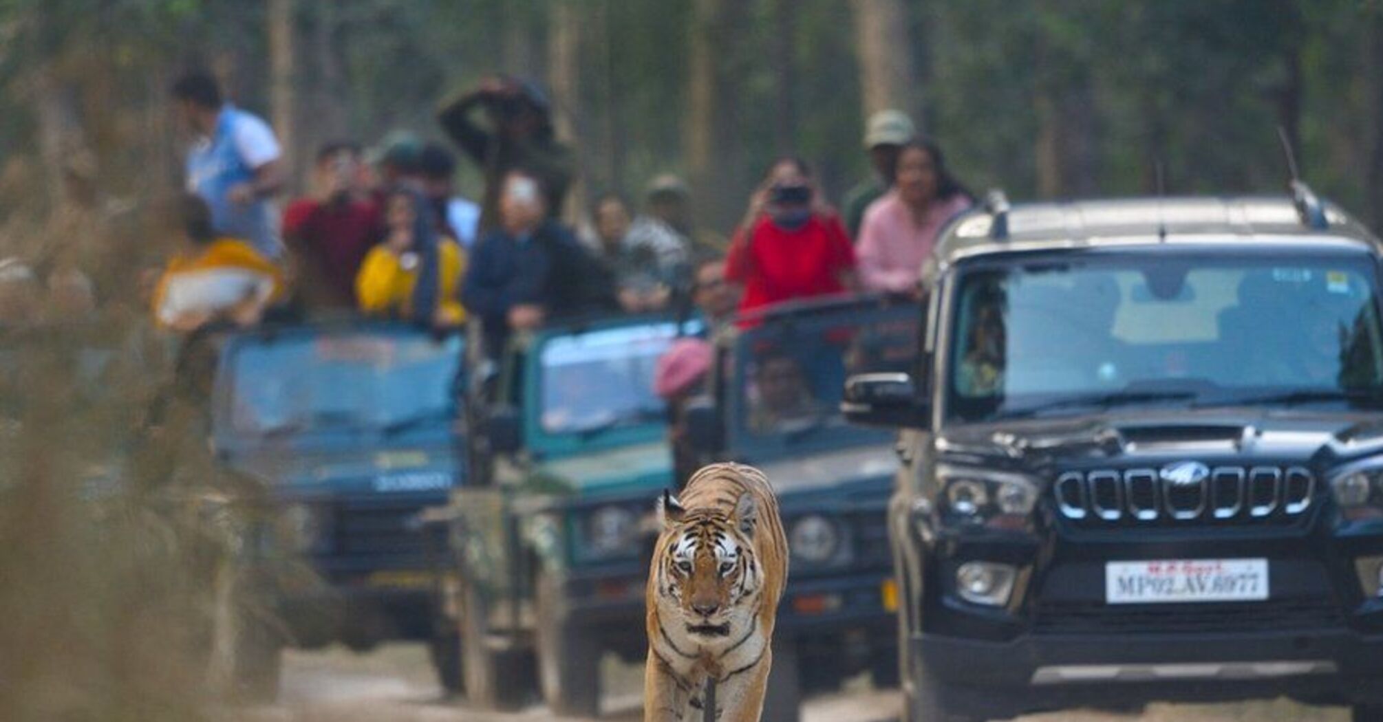 В Индии умерла выдающаяся тигрица-супермама