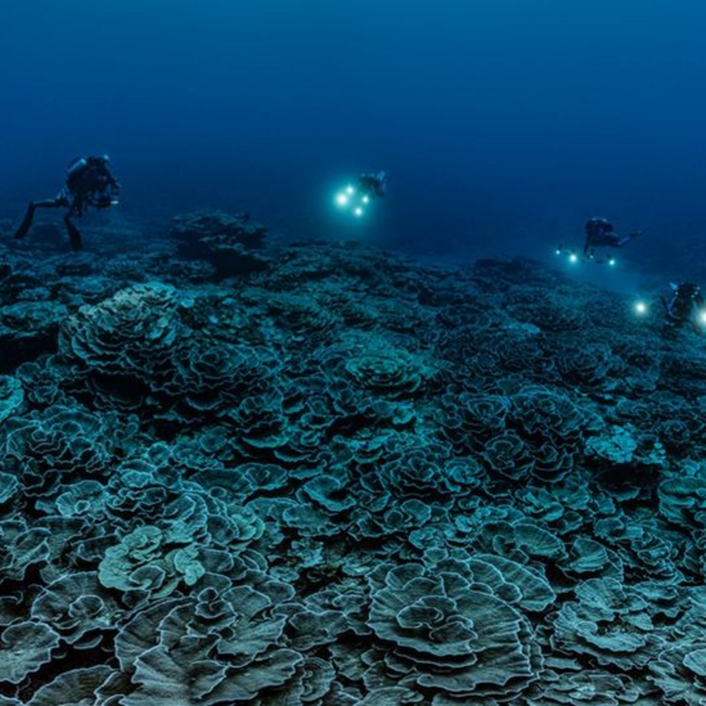 Біля берегів Таїті знайшли унікальний гігантський кораловий риф