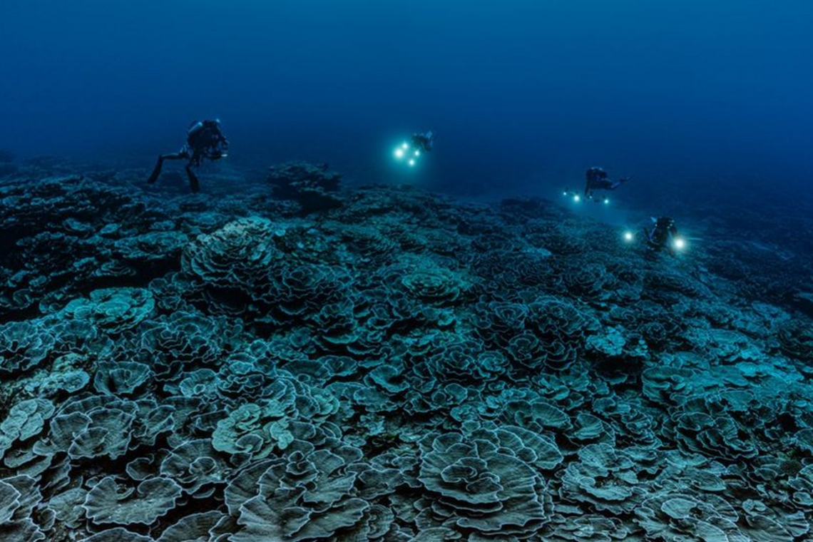 Кораловий риф