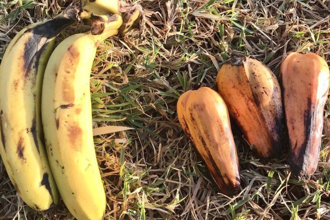 Эфиопскому 'банану' предрекли стать суперпродуктом в мире