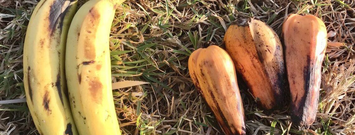 Эфиопскому 'банану' предрекли стать суперпродуктом в мире
