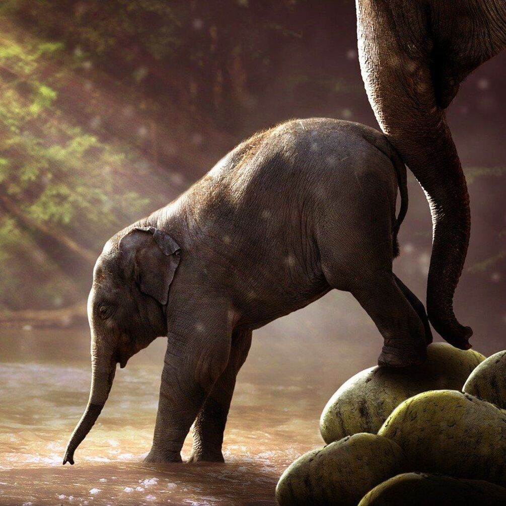 В Кении родились редкие слоны-близнецы 