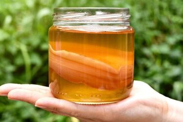 Чайний гриб