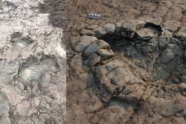 Слід динозавру