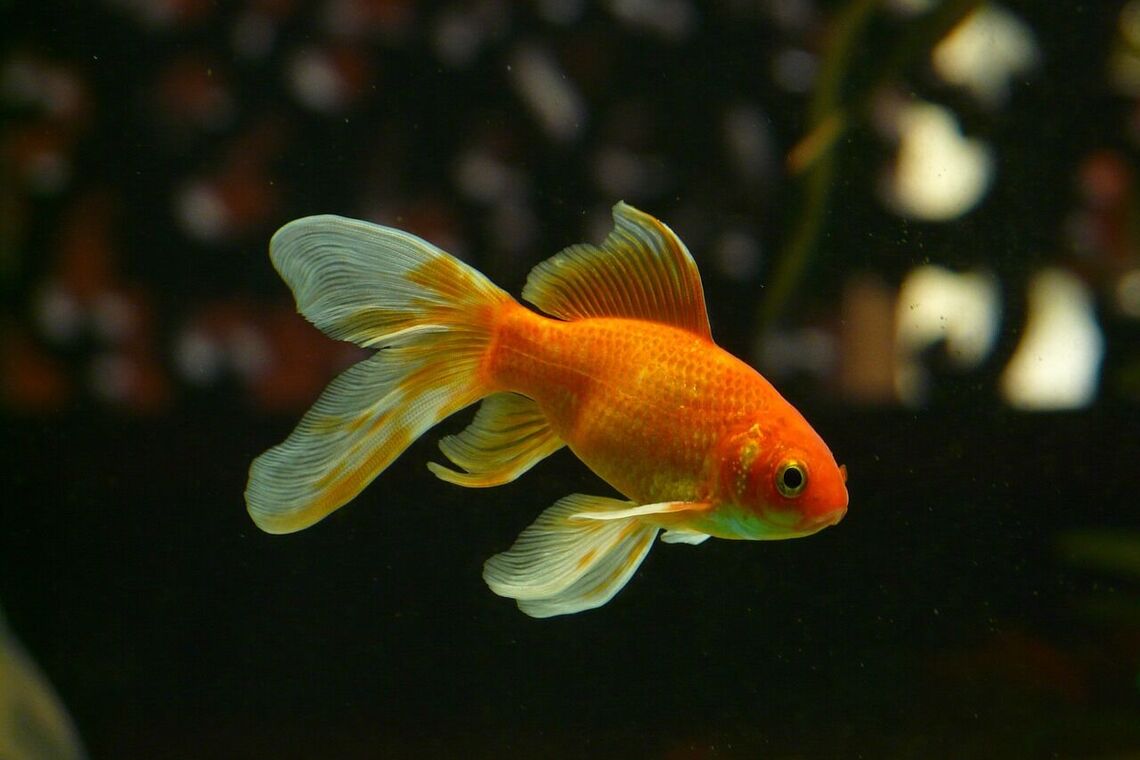 золота рибка