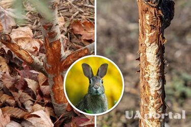 Як захистити плодові дерева від гризунів на зиму