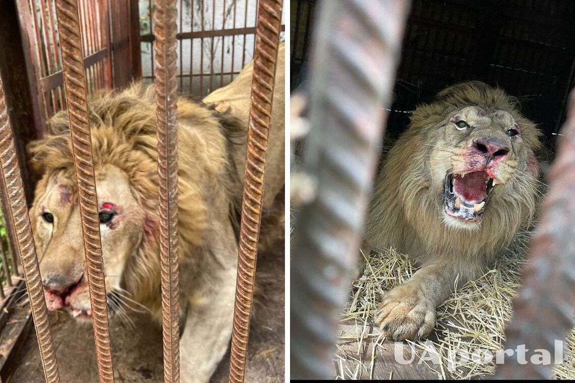 Через ракетні удари на Київщині постраждав лев