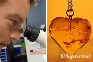 У балтійському бурштині виявили невідому раніше комаху (фото)