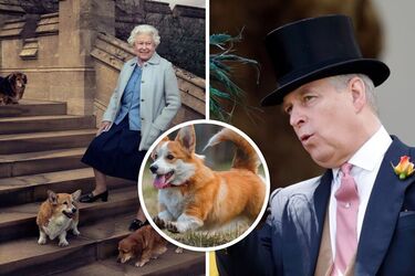 Догляд за собаками Єлизавети II після її смерті дістався принцу Ендрю