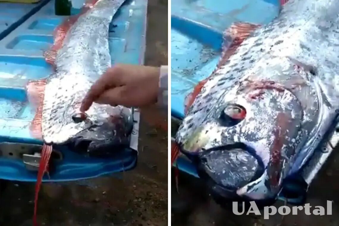 В Мексике выловили редкую глубоководную змеевидную рыбу Судного дня