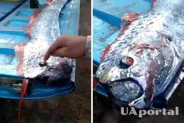 У Мексиці виловили рідкісну глибоководну змієподібну рибу Судного дня