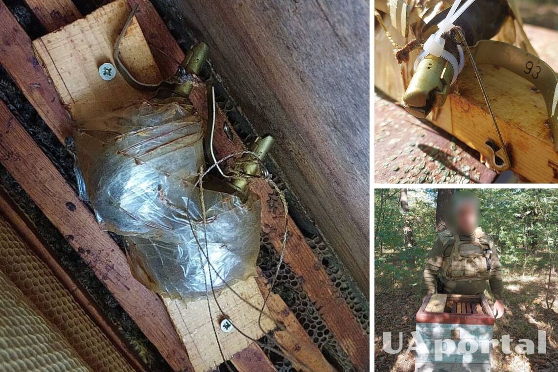 В Киевской области оккупанты заминировали улей – растяжку со взрывчаткой обезвредили пчелы
