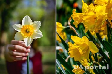 Осіння посадка нарцисів
