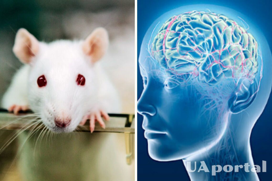 Вчені вживили тканини мозку людину в мозок щурів 