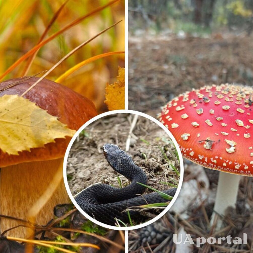 Грибной сезон: как правильно различать грибы и уберечься от укуса змеи