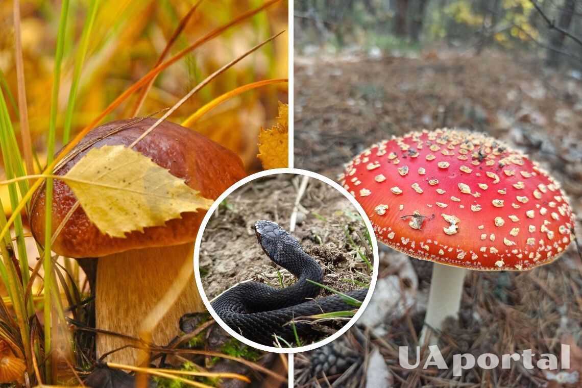 Грибний сезон: як правильно розрізняти гриби та вберегтися від укусу змії