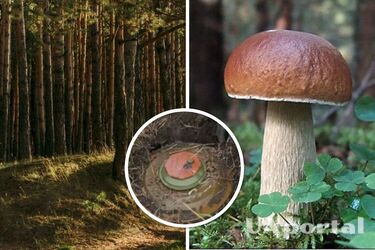 У Київській області сапери під білим грибом знайшли міну