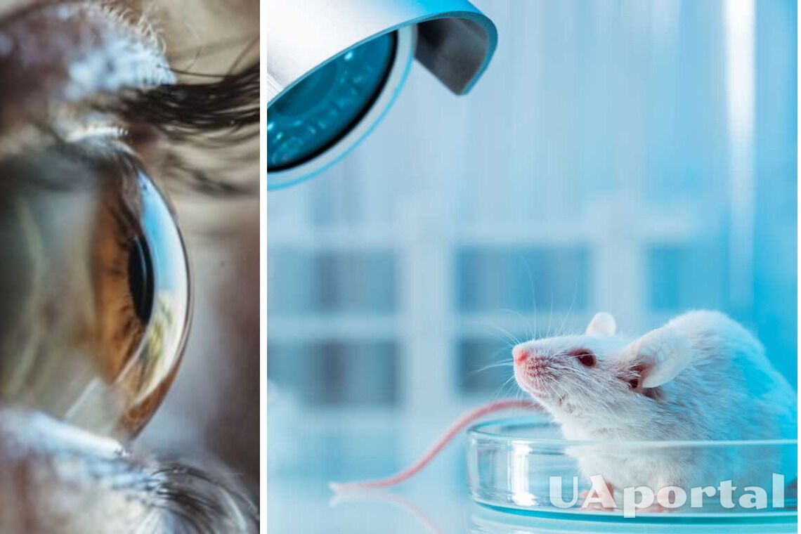 Ученые возобновили зрение взрослым мышам с Амаврозом Лебера