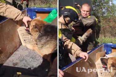 Раненым охранял дом: Украинские воины спасли собаку на передовой (видео)