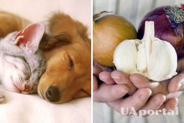 'У будь-якому вигляді': чим небезпечна цибуля та часник для домашніх тварин