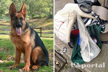 Новини Рівне - вівчарка накинулась на коляску з хлопчиком, дитина загинула