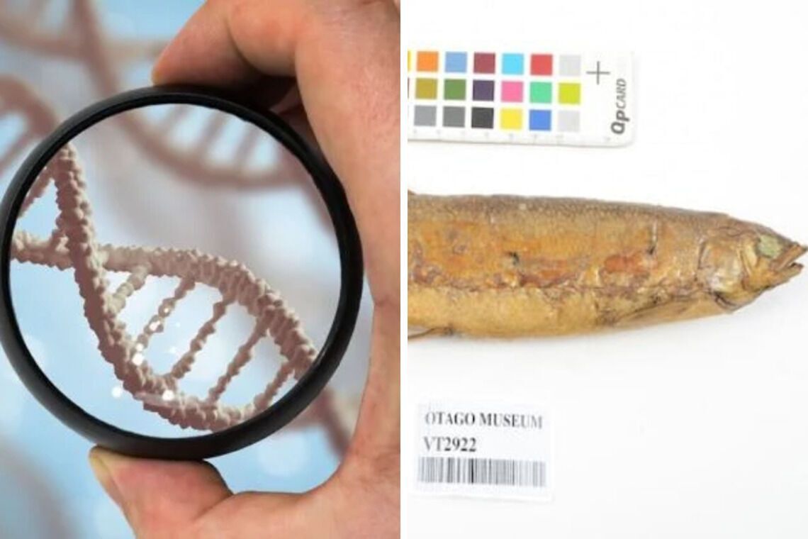 Науковці розшифрували ДНК риби, яка існувала 15 млн. років 