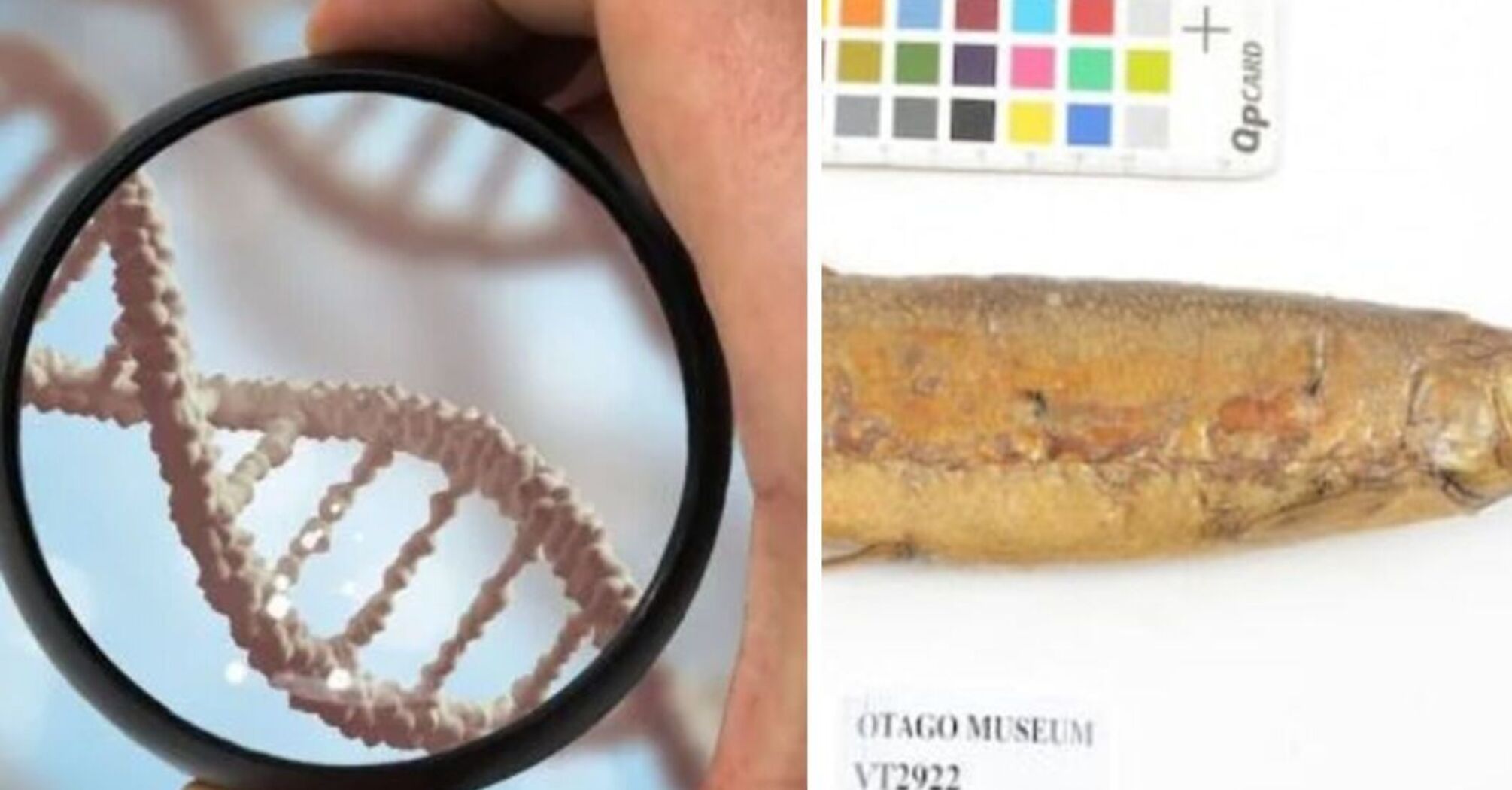 рыбы новой зеландии