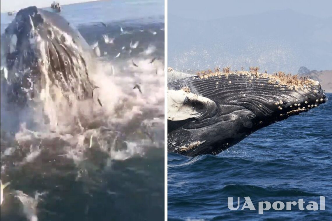 Рыбаков в море чуть не раздавил горбатый кит: шокирующее видео