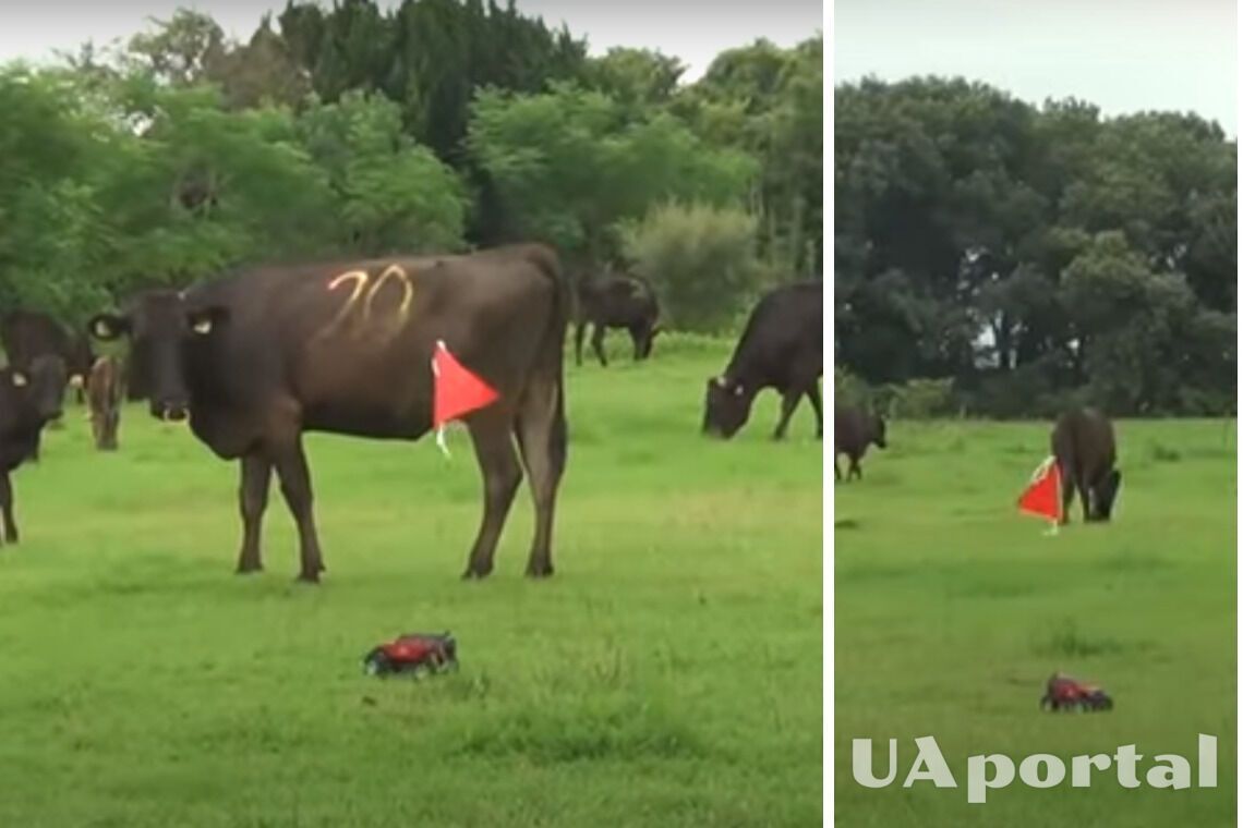 Ученые из Японии предложили выпасать скот дистанционно управляемой машинкой