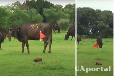 Ученые из Японии предложили выпасать скот дистанционно управляемой машинкой