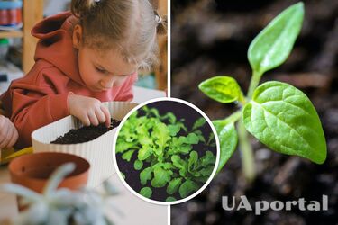 Що можна вирощувати на підвіконні і як це зробити