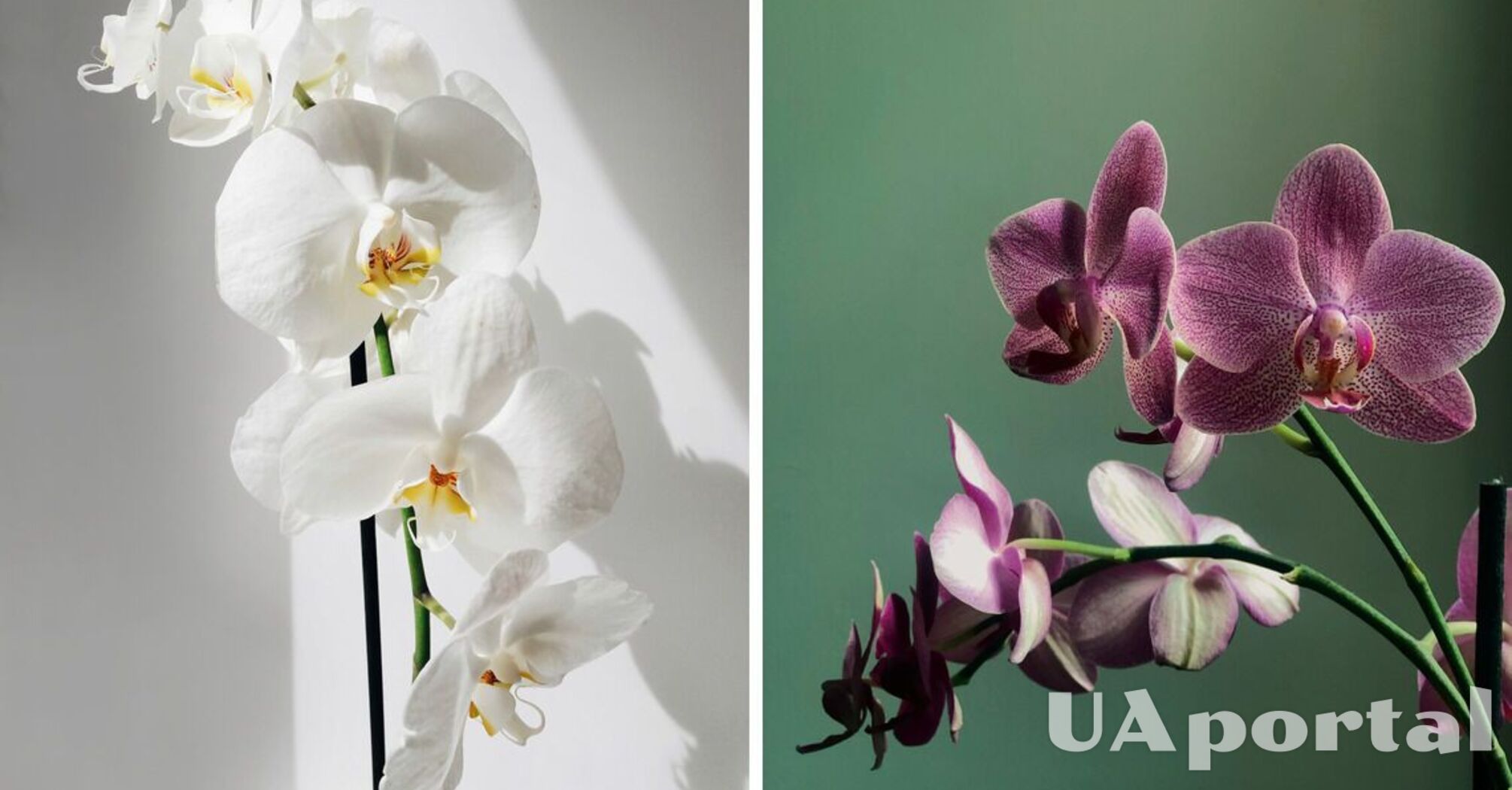 В каких магазинах можно купить орхидеи цветы в волгодонске недорого с доставкой