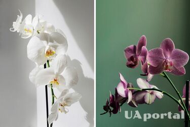 Семь важных моментов при выборе цветка