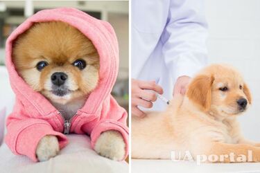 Когда и как часто нужно прививать собак: советы зоопсихологины