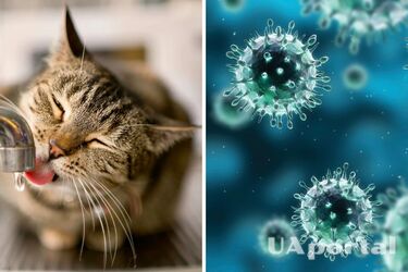 Почему вредно пить неочищенную воду и как ее обеззаразить в домашних условиях