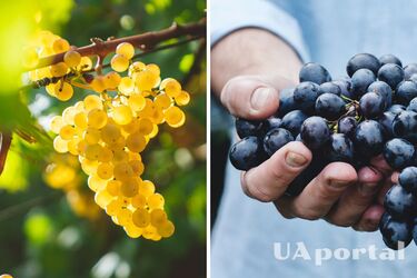 Як отримати хороший урожай винограду